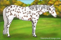 Horse Color:Silver Brown Splash Near Leopard 