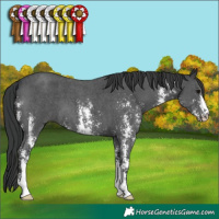 Horse Color:Black Sabino 