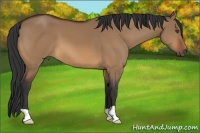Horse Color:Bay Dun