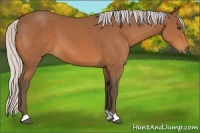 Horse Color:Silver Bay 