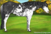 Horse Color:Black Sabino
