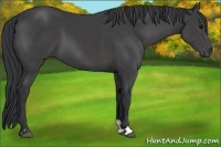 Horse Color:Black Sabino 