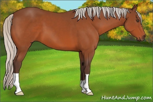 Horse Color:Silver Bay 