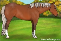 Horse Color:Silver Bay 