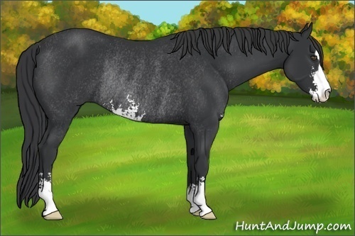 Horse Color:Black Sabino Rabicano 