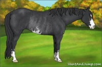 Horse Color:Black Sabino Rabicano 