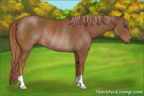 Horse Color:Chestnut Rabicano 