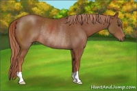 Horse Color:Chestnut Rabicano