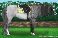 Horse Color:Blue Roan Sabino