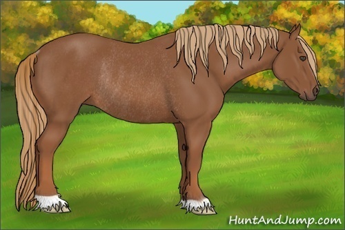 Horse Color:Chestnut Rabicano
