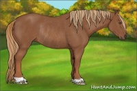 Horse Color:Chestnut Rabicano 