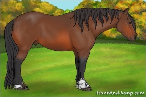 Horse Color:Bay Sabino