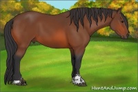 Horse Color:Bay Sabino