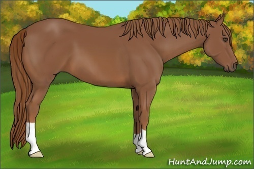 Horse Color:Chestnut 
