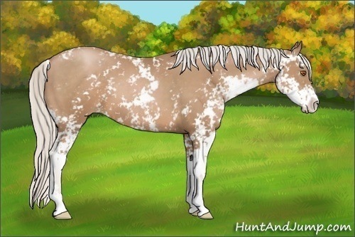 Horse Color:Silver Black Pearl Sabino 