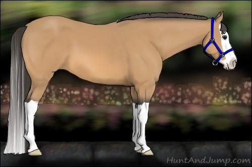 Horse Color:Buckskin Splash