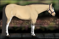 Horse Color:White Spotted Buckskin Dun 