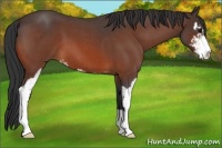 Horse Color:Bay Roan Sabino 