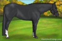 Horse Color:Black Tobiano Rabicano 