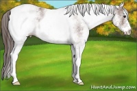Horse Color:White Spotted Bay Varnish 