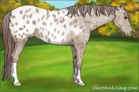Horse Color:Classic Champagne Ice Appaloosa Rabicano 