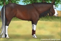 Horse Color:Bay Splash 