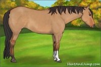 Horse Color:Bay Dun