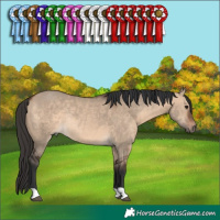 Horse Color:Brown Dun Rabicano 