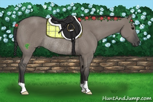 Horse Color:Grullo Rabicano 