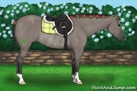 Horse Color:Grullo Rabicano 
