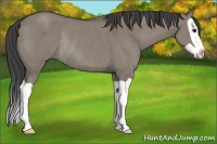 Horse Color:Smoky Grullo Splash Rabicano