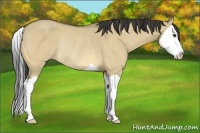 Horse Color:Buckskin Dun Splash Rabicano 