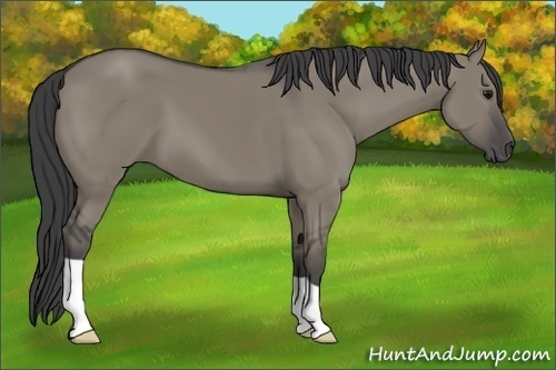 Horse Color:Smoky Grullo