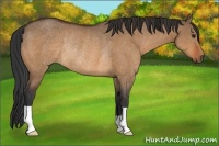 Horse Color:Bay Dun Rabicano 