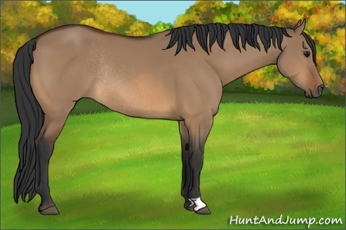 Horse Color:Bay Dun Rabicano 
