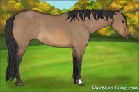 Horse Color:Bay Dun Rabicano 