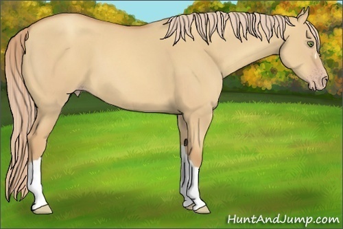Horse Color:Gold Champagne Dun 