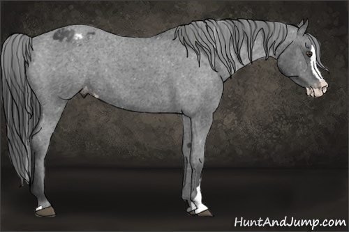 Horse Color:Liver Red Roan Splash Appaloosa 