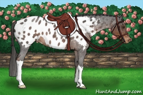 Horse Color:Liver Red Roan Appaloosa 