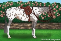 Horse Color:Liver Red Roan Appaloosa 