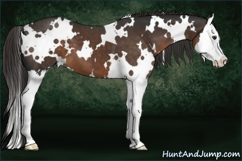 Horse Color:White Spotted Liver Chestnut Splash 