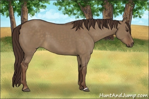 Horse Color:Unknown 