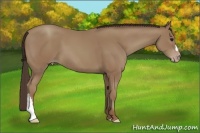 Horse Color:Classic Champagne 