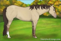 Horse Color:Classic Champagne Dun 