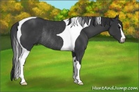 Horse Color:Black Sabino Tobiano Rabicano