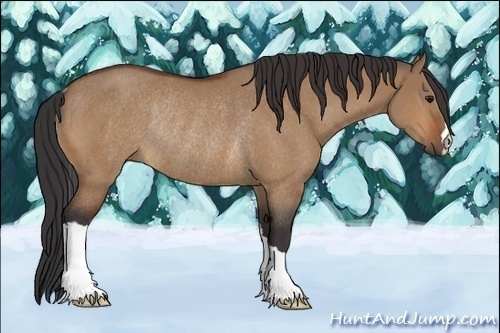 Horse Color:Bay Dun Rabicano 