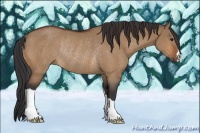 Horse Color:Bay Dun Rabicano 