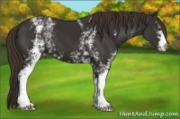 Horse Color:White Spotted Liver Chestnut 