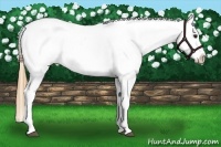 Horse Color:Buckskin Ice Roan Splash Appaloosa 