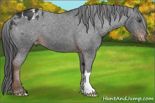 Horse Color:Liver Chestnut Appaloosa 